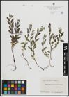 Foto von Salix arenaria L.